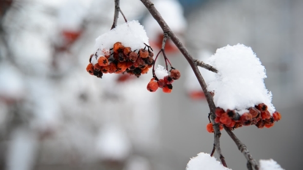 Rowan Berries Covered In Snow At Wintertime.
