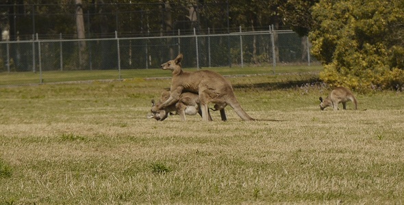 Eastern Grey Kangaroos Mating, Stock Footage | VideoHive