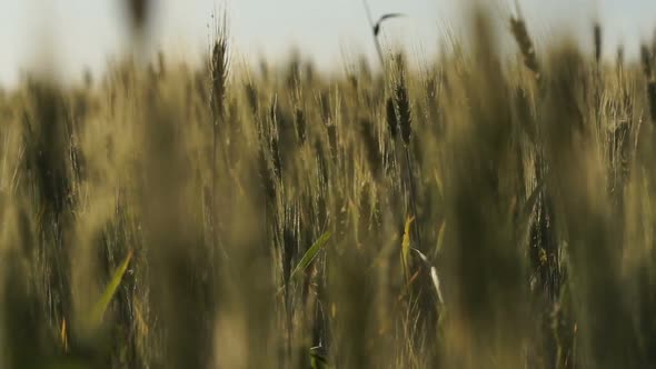 Organic Wheat Breeding for Export, National Agriculture Industry, Fertile Land alt