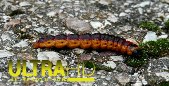 Large Caterpillar 2 alt