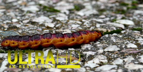 Large Caterpillar 4 alt