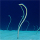 Underwater Beautiful Garden Eels - VideoHive Item for Sale