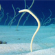 Underwater Beautiful Garden Eels - VideoHive Item for Sale