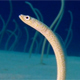 Underwater Beautiful Garden Eels - VideoHive Item for Sale