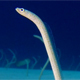 Underwater Beautiful Garden Eels - VideoHive Item for Sale