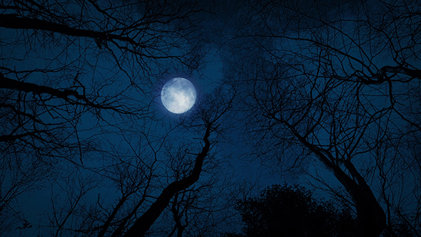 Looking Up At The Moon And Trees, Stock Footage | VideoHive