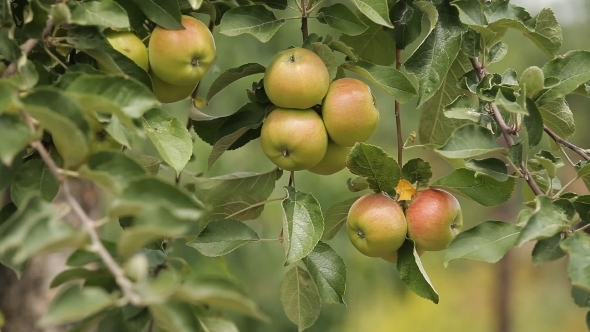 The Wind Blows The Apple Tree