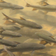 Fishes In River - VideoHive Item for Sale