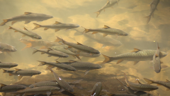 Fishes In River alt