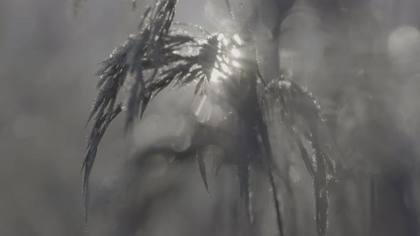 A Close Up of a Grass