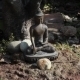 Figurine Of Buddha - VideoHive Item for Sale
