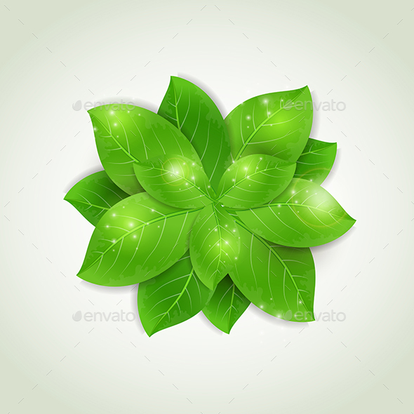 Fresh Green Leaves - Flowers & Plants Nature