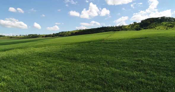 Inland sugar cane cultivation in São Paulo, Brazil. Aerials with drone in 4k.