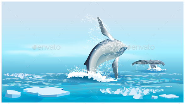Whales in the Northern Ocean - Animals Characters