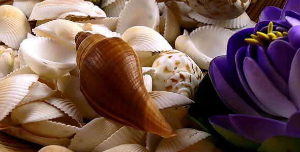 Summer Concept with Seashells 2 alt