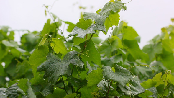 Rain Water Drops On Fresh Grape Leaves