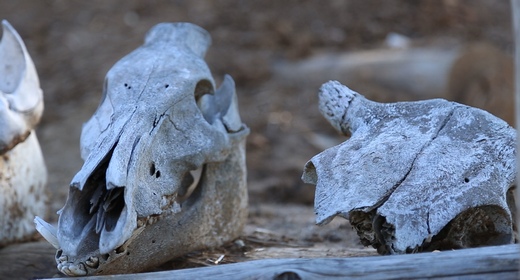 Skulls of Animals