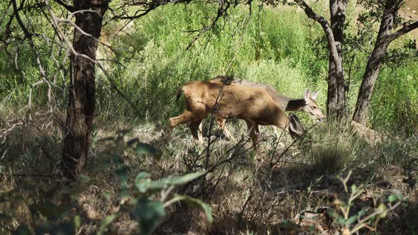 Deer Grazing In Zion National Park 2 alt