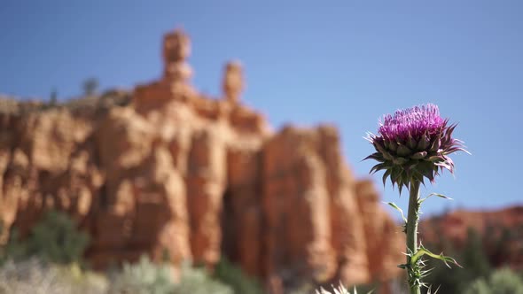 Thistle Bloom In Bryce Canyon National Park 2 alt