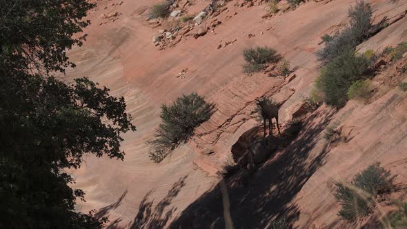 Big Horn Sheep In Zion National Park (2 Of 2) alt