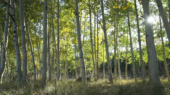 Dolly Shot Of Aspen Tree Forest 9