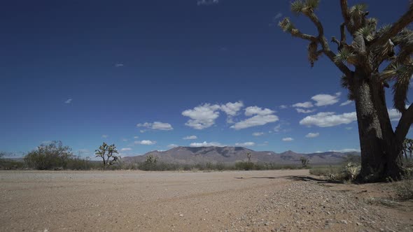 Dolly Shot Of Roadside Joshua Tree In The Desert 1 alt