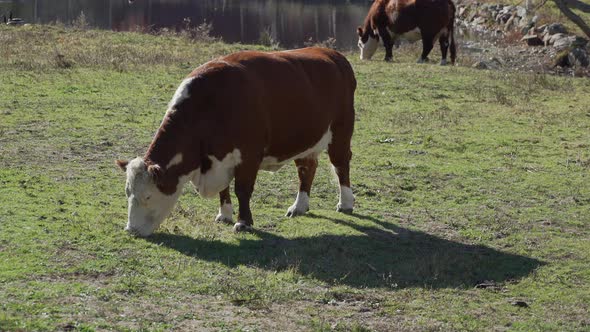 Cows Grazing In Pasture 2 alt