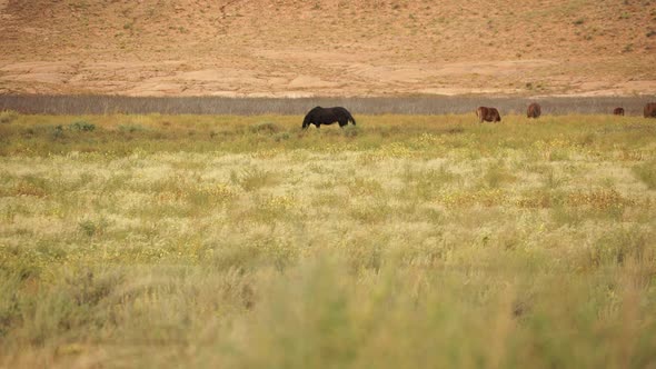 Wild Horses Near Monument National Park (6 Of 6) alt