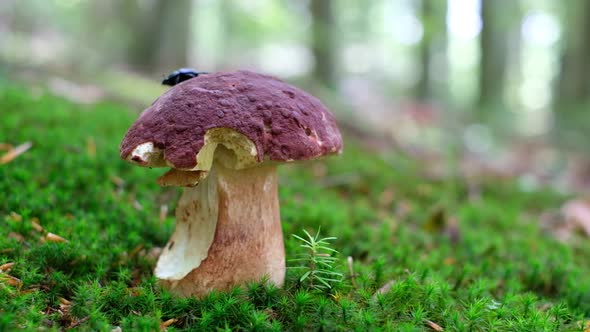 White Mushroom in Summer Forest