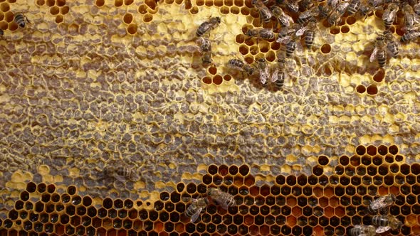 Production of Honey in Domestic Bee Apiary alt