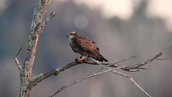 A Snail Kite Eating a Turtle Video 