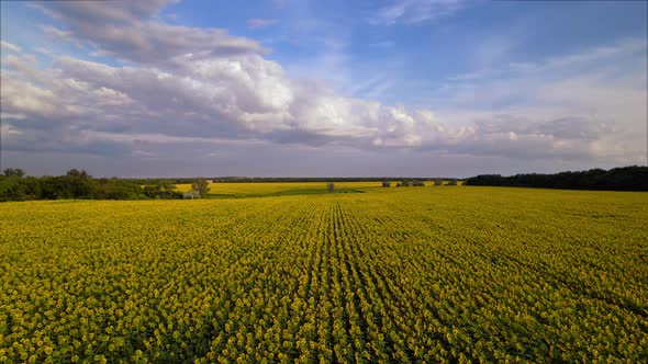 Bright yellow sunflower field, blooming oilseed flowers, blue sky with white clouds.