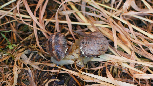 Two Wet Slippery Snails In The Grass