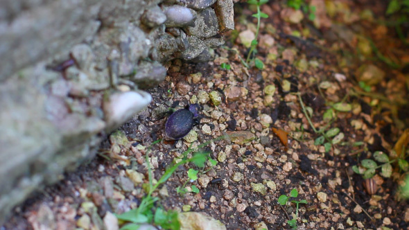 Large Beetle Walking In The Garden