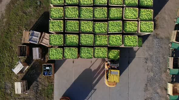 Harvest of Apples Forklift Trucks Load Put Large Wooden Boxes Full of Green Apples on Top of Each alt
