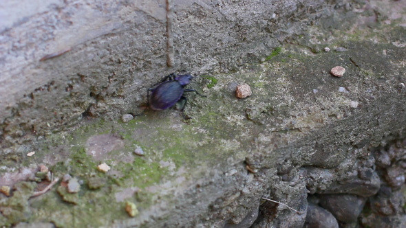 Macro View Of Large Beetle Walking In The Garden