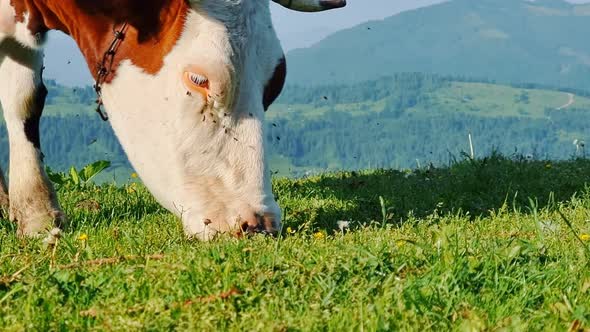 Cow Alone Eating Green Grass on a Meadow on a Sunny Day in the Mountains alt
