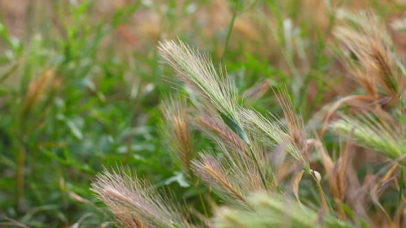 Natural Background Of Wheat Ears In The Field