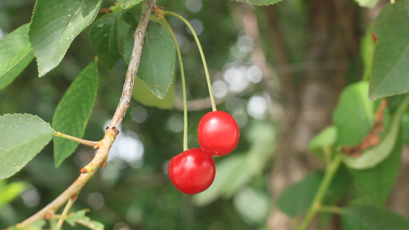 Red Ripe Cherries On Cherry Tree