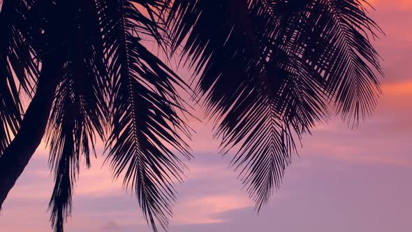 Sunset Through Coconut Palm Tree Leaf Silhouette alt
