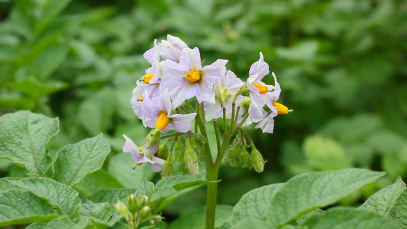 Flowers Of Growing Potato Plant In The Garden