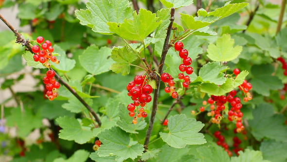 Branch Of Red Currant With Small Berries