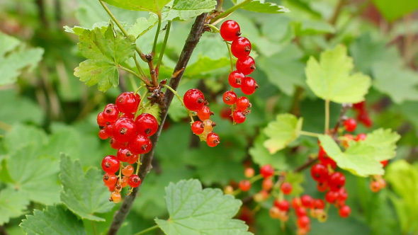 Branch Of Red Currant With Small Berries