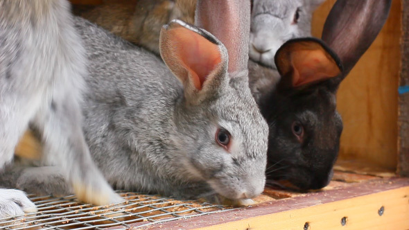 Small Cute Rabbits Eating Bread In The Cage