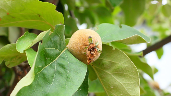 Growing Fresh Apple Quince Tree In The Garden