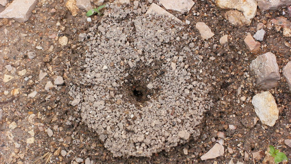 Many Black Ants Walking Near Anthill