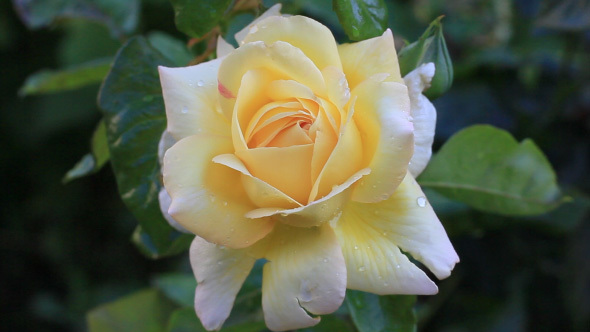 Beautiful Yellow Rose Blooming In Garden