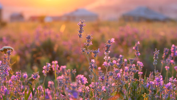 Beautiful Purple Lavender Flowers With Romantic Sunlight