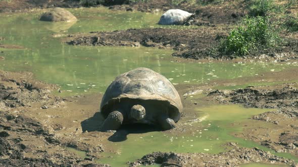 giant tortoise climbing out of waterhole on isla santa cruz in the galapagos alt