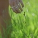 Woman's Hand Caressing Grass  - VideoHive Item for Sale